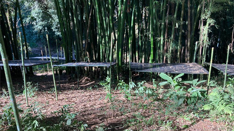 ブラジル三井物産基金