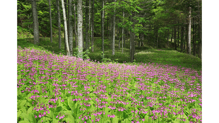 三井物産社有林のうちの1つ、北海道「石井山林」<br />当社国内事業所の電力CO2フリー化において、当社社有林「三井物産の森」の森林由来クレジットを一部適用